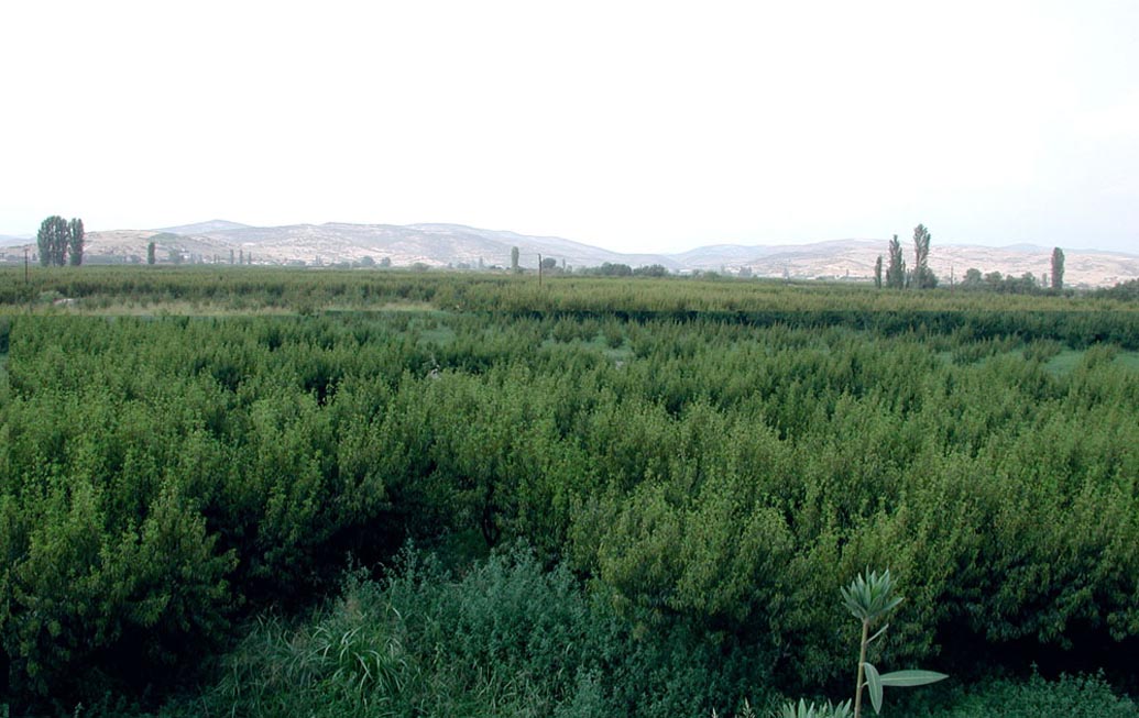 A great blooming plantation
